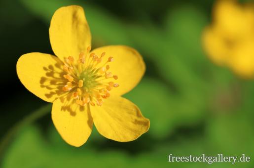 gelbe Blume - Nahaufnahme
