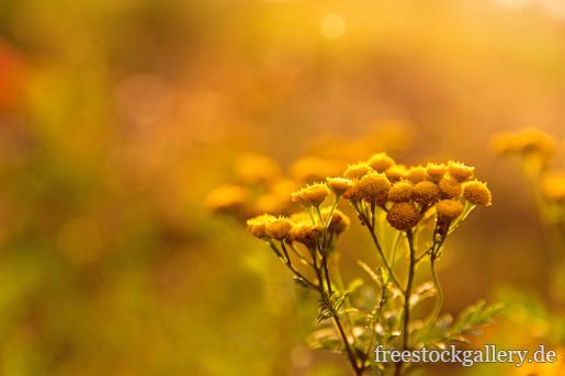 Gelbe Blumen im Morgenlicht - Natur Bild