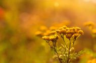 Gelbe Blumen im Morgenlicht - gratis Bild | freestockgallery
