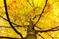 Gelbe HerbstblÃ¤tter an einem Baum gratis Foto | freestockgallery