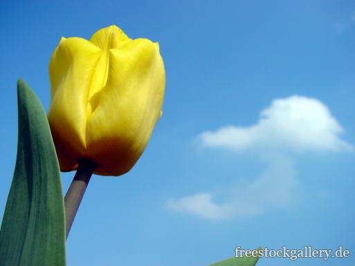 gelbe Tulpe mit blauem Himmel