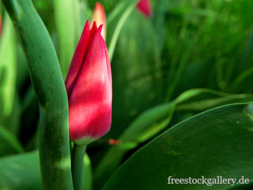 Geschlossene rote Tulpe