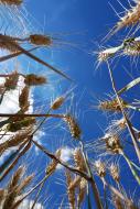 Getreide und der blauer Himmel - Bild zum freien Download