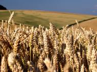 Getreidefeld mit Weizen - gratis Bild zum Download
