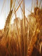 Getreideähren Nahaufnahme - kostenloses Bild | freestockgallery