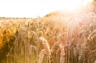 Getreidefeld mit Ähren im Sonnenlicht - kostenlose Bilder 