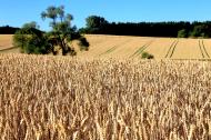 Getreidefeld im Sommer - kostenloses Bild | freestockgallery