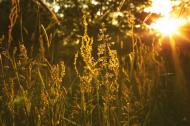 GrÃ¤ser und Grashalme im Sonnenuntergang - gratis Foto zum Download