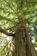 GroÃŸer Baum - kostenlose lizenzfreie Bilder | freestockgallery