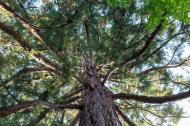 GroÃŸer Baum von unten - kostenloses Bild | freestockgallery