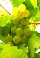 GrÃ¼ne Weintrauben - gratis Foto zum Download | freestockgallery