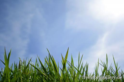 GrÃ¼nes Gras im Sonnenlicht mit einem blauen Himmel