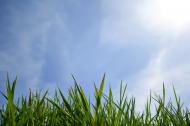 GrÃ¼nes Gras im Sonnenlicht - kostenloses Bild