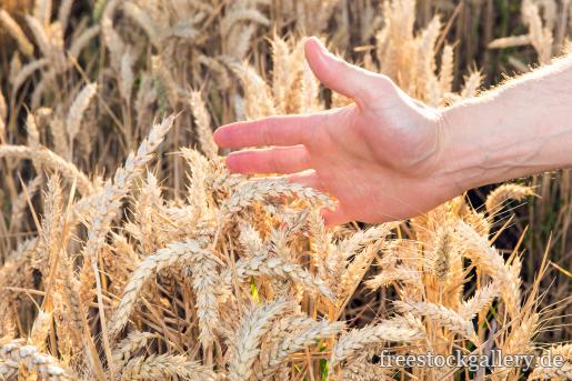 Hand streift durchs Getreide - Weizenfeld