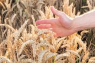 Hand streift durchs Getreide - gratis Foto zum Herunterladen