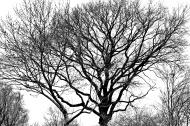 Kahle BÃ¤ume und Zweige - schwarz-weiÃŸ Bild