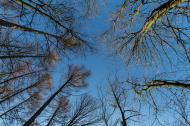 Kahle BÃ¤ume und blauer Himmel - gratis Foto | freestockgallery