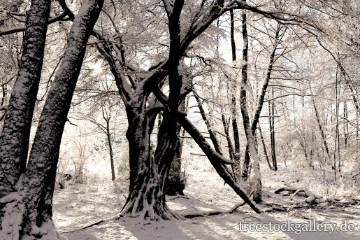 Verschneite kahle BÃ¤ume im Wald - Winterbild