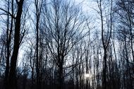Kahle BÃ¤ume im Winter - kostenloses Bild | freestockgallery