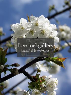 Bild mit weiÃŸe KirschblÃ¼ten an einem Baum im FrÃ¼hling