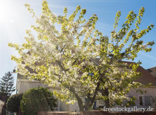 Kirschbaum blÃ¼ht im Sonnenlicht