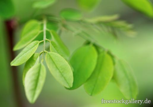 Kleine grüne Blätter an einem zarten Ast