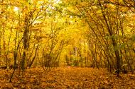 Laub im Wald - kostenloses Herbstbild | freestockgallery