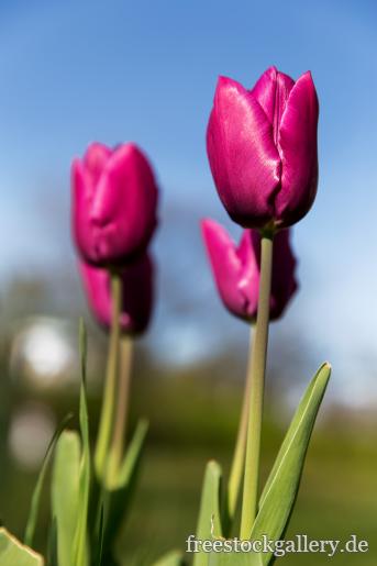 Lila Tulpen in der Natur