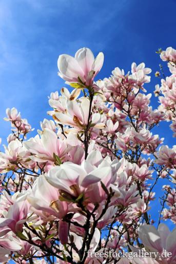 weiÃŸ rosa MagnolienblÃ¼ten am Baum - kostenloses Bild