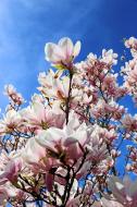 WeiÃŸ rosa MagnolienblÃ¼ten am Baum - gratis Bild