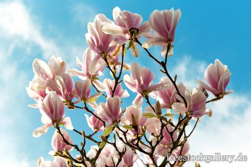 MagnolienblÃ¼ten und der blaue Himmel
