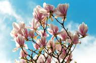 MagnolienblÃ¼ten und der blaue Himmel - kostenlose Bilder