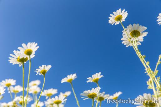 Margeriten Blumen und blauer Himmel 