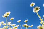 Margeriten Blumen und blauer Himmel - gratis Fotos und Bilder