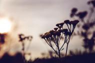 Naturblume im Sonnenuntergang - gratis Foto zum Download