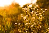 Naturblumen im Sonnenlicht - kostenloses Bild | freestockgallery