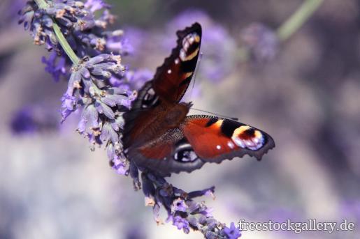 Pfauenauge Schmetterling - Hoffnung