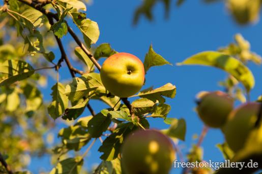 Ã„pfel am Apfelbaum - gratis Bild