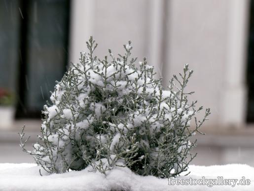 Pflanze mit Schnee beschneit - Winterbild