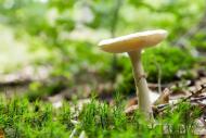 Pilz in der Natur - kostenloses Bild | freestockgallery