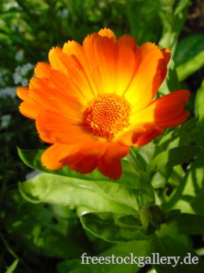 Ringelblume - orangen Blume