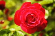 Rote Rose als Nahaufnahme - freie Bilder | freestockgallery