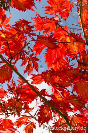 rot BlÃ¤tter im Herbst
