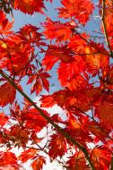 Rote BlÃ¤tter im Herbst - kostenlose Bilder | freestockgallery