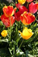 rot gelbe Tulpen