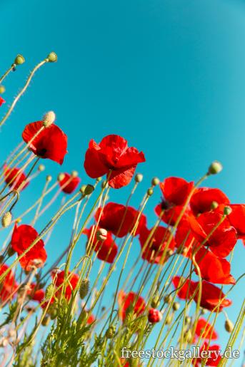 Rote Blumen in der Natur mit tÃ¼rkisen Himmel