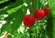 Rote Kirschen am Baum - gratis Bild | freestockgallery