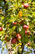 Saftige Äpfel an Bäumen - gratis Fotos | freestockgallery