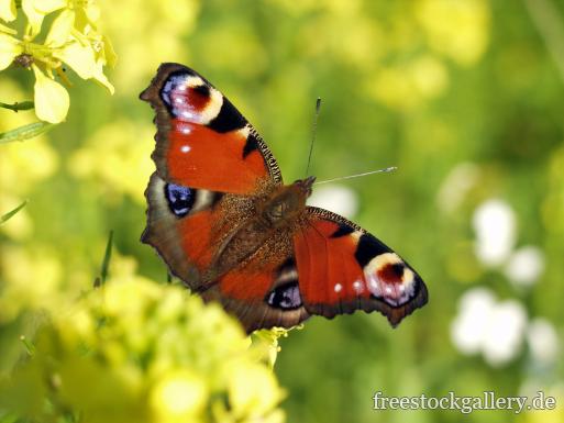 Schmetterling fotos kostenlos