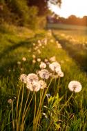 Pusteblumen auf der Sommerwiese im Sonnenuntergang - gratis Bild
